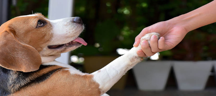 The Importance of Positive Reinforcement in Dog Training